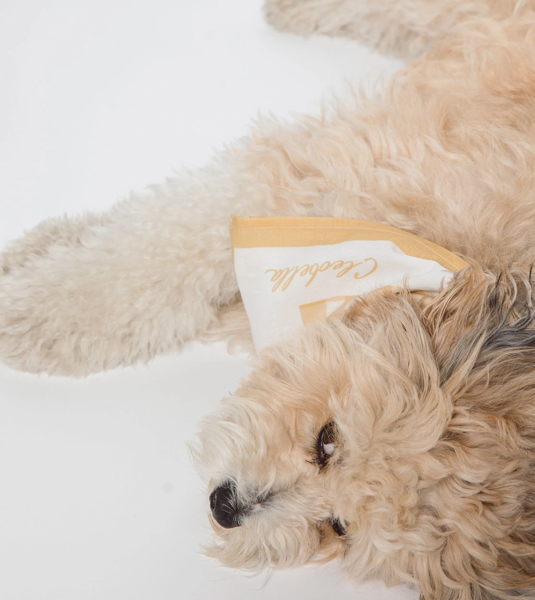 Joie Sunkissed Scarf